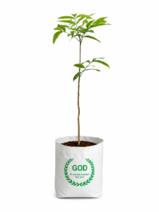 AFRICAN MAHOGANY (SWIETENIA)
