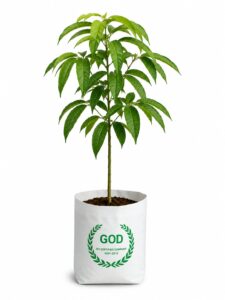 MORINGA/MUNGA/SAHAJAN (MORINGA OLIEFERA)