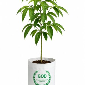 MORINGA/MUNGA/SAHAJAN (MORINGA OLIEFERA)